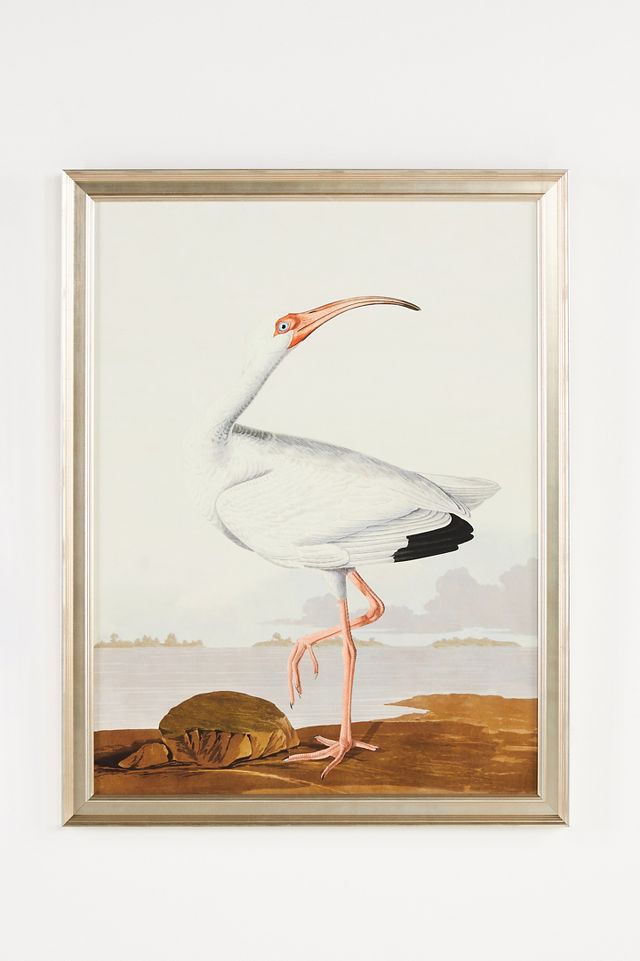 Regal Audubon Wall Art | Anthropologie