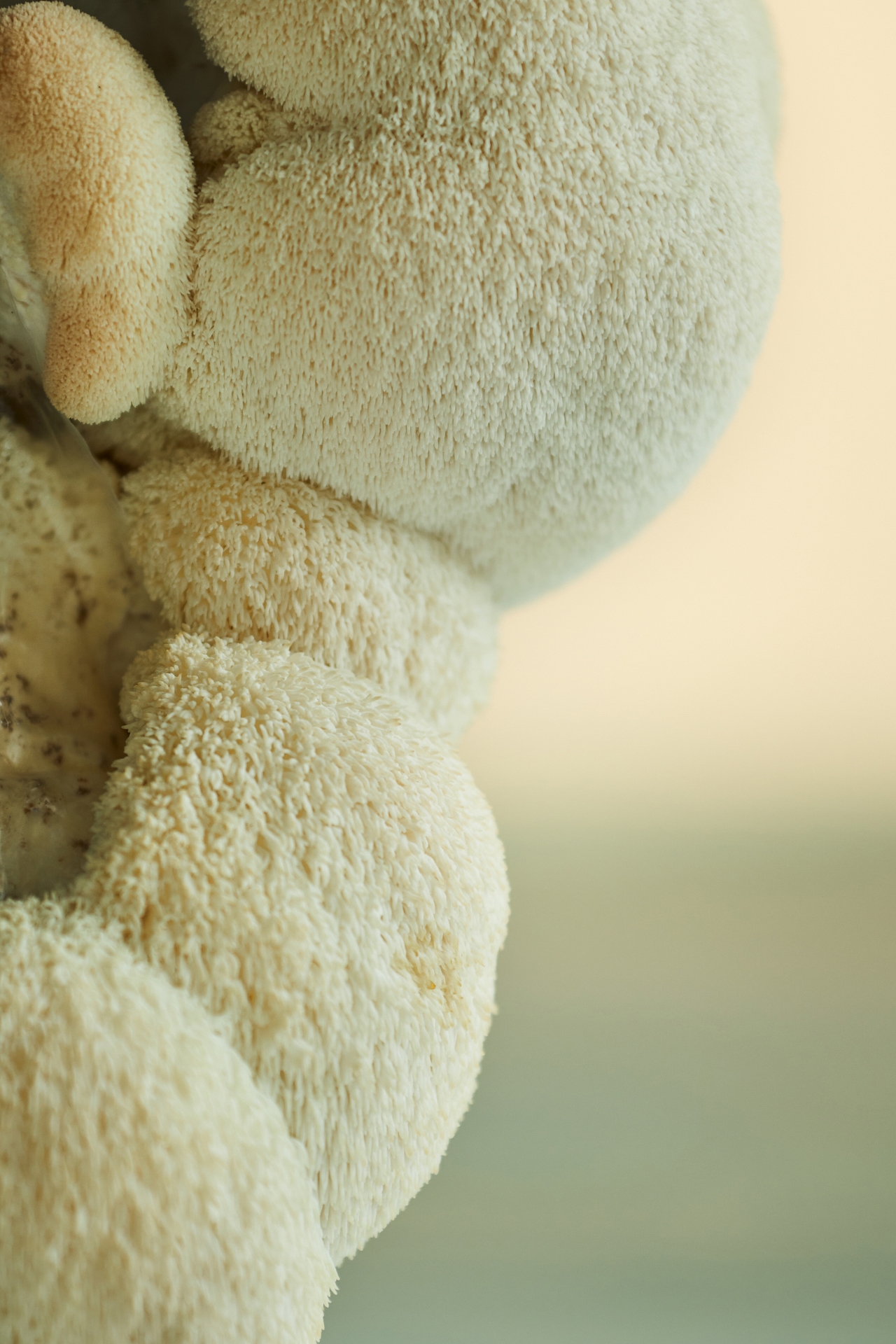 Mushroom Grow Kit, Lion's Mane