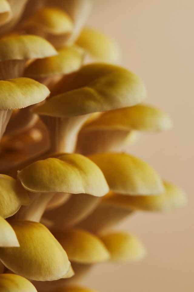Mushroom Grow Kit, Golden Oyster #1