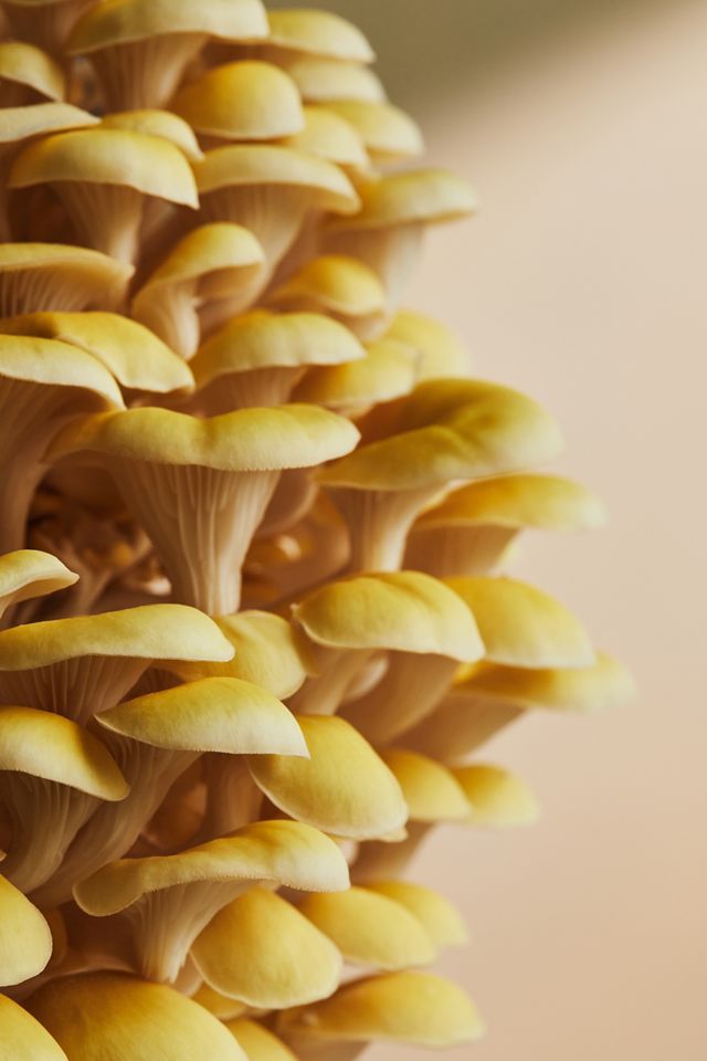 Mushroom Grow Kit, Golden Oyster #2