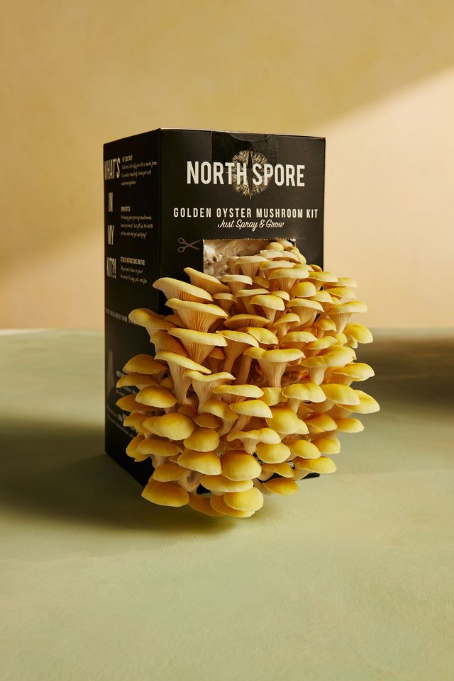 Mushroom Grow Kit, Golden Oyster | Anthropologie