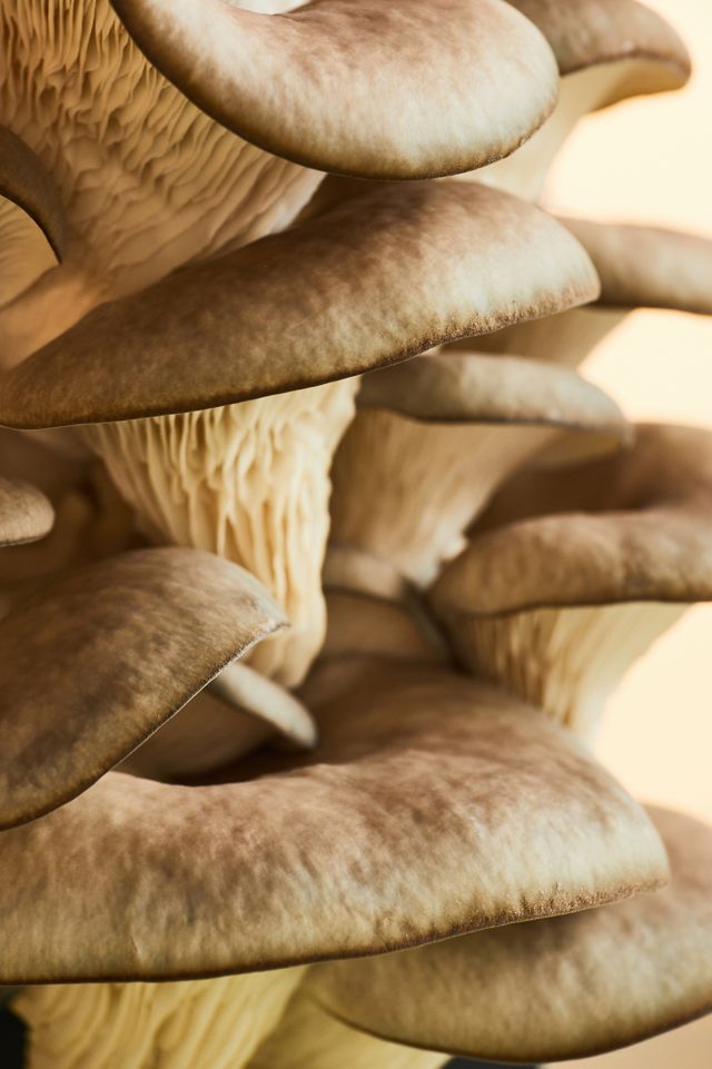 Mushroom Grow Kit, Blue Oyster #1