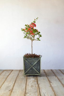 Terrain Cross Frame Iron Planter
