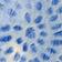 Wedgewood Blue