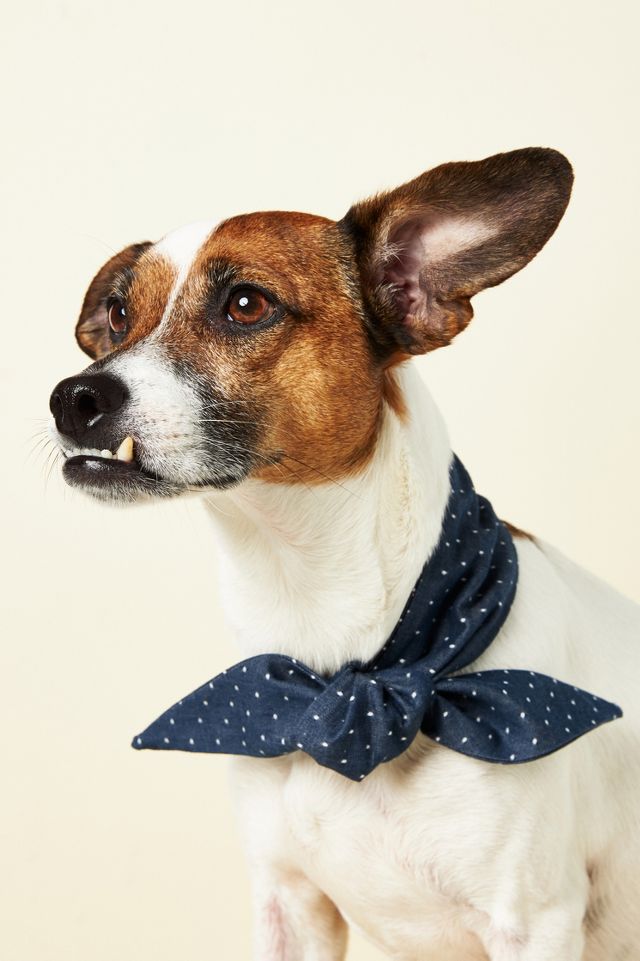 Denim Polka Dotted Dog Necktie | Anthropologie