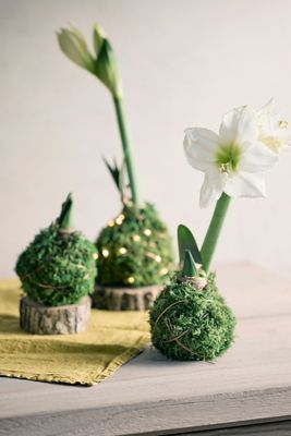 Moss Wrapped Amaryllis Bulb with Stand, White