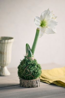 Moss Wrapped Amaryllis Bulb