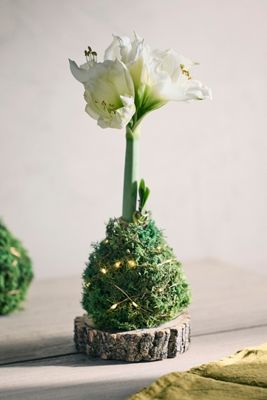 Moss Wrapped Amaryllis Bulb with Stand + Lights