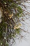 Preserved Mossy Meadow Wreath #3