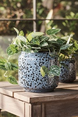 Spotty Ceramic Planter, 6"