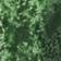 MOSS
