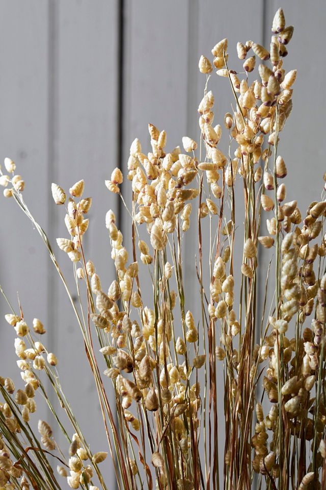 Dried Briza Minima Bunch #1