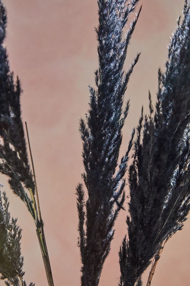 Black Dried Pampas Grass Stem XL, 120 cm l Dried Cortaderia