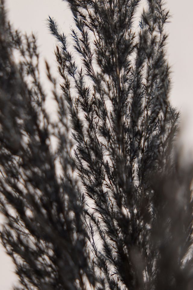 Preserved Pampas Grass, Black #1