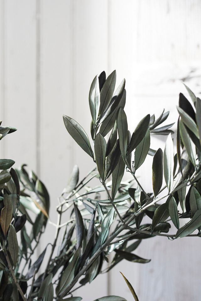 Preserved Olive Branch Bunch #1