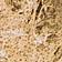 PINON BLANC (WOODY FRESH)