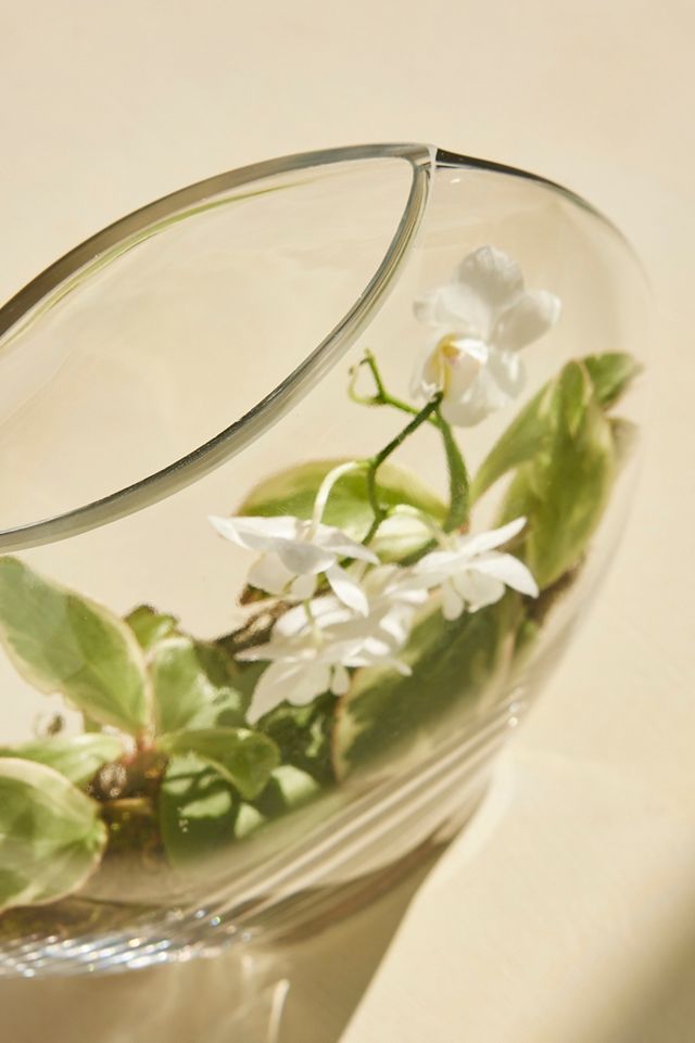 Bubble Glass Terrarium #1