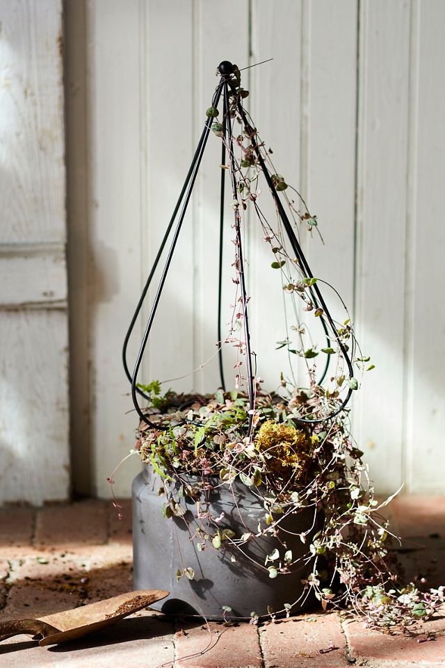 Iron Topiary Frame, Teardrop #1