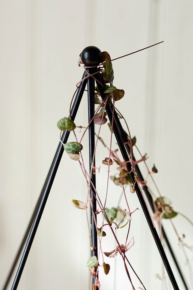 Iron Topiary Frame, Teardrop #2