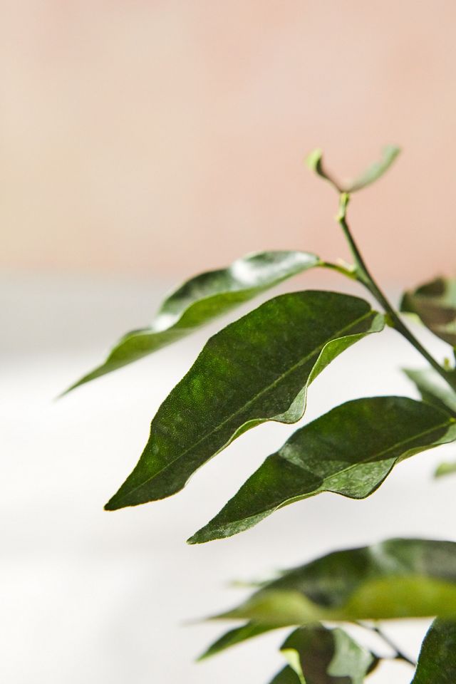 Key Lime Tree #1