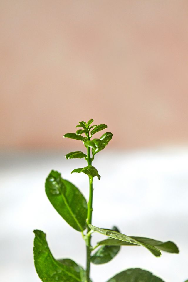 Key Lime Tree #2