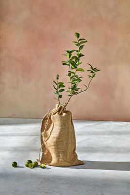 Key Lime Tree