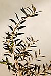 Arbequina Olive Tree, 5 Feet #2
