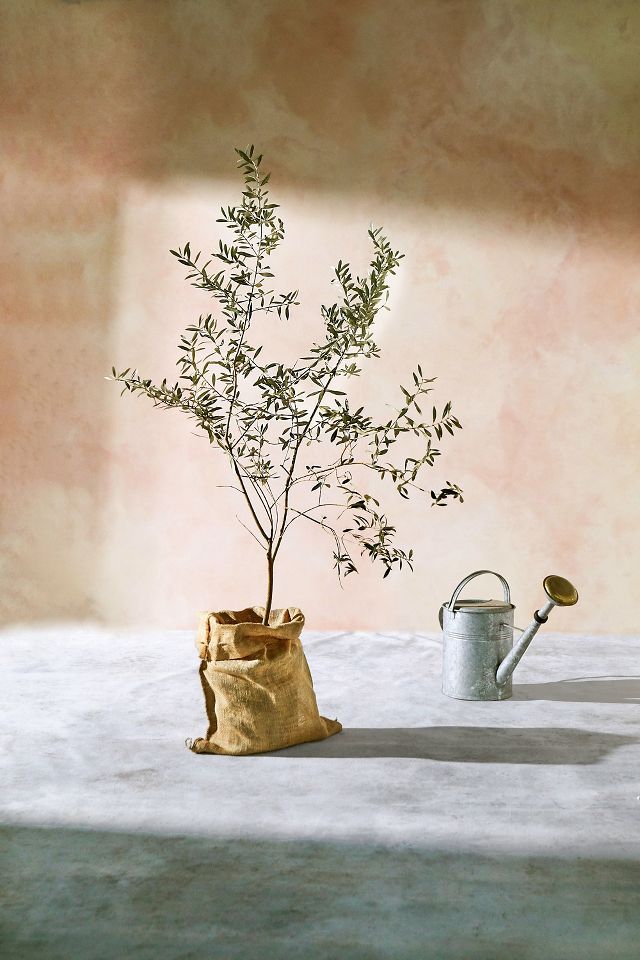 Arbequina Olive Tree