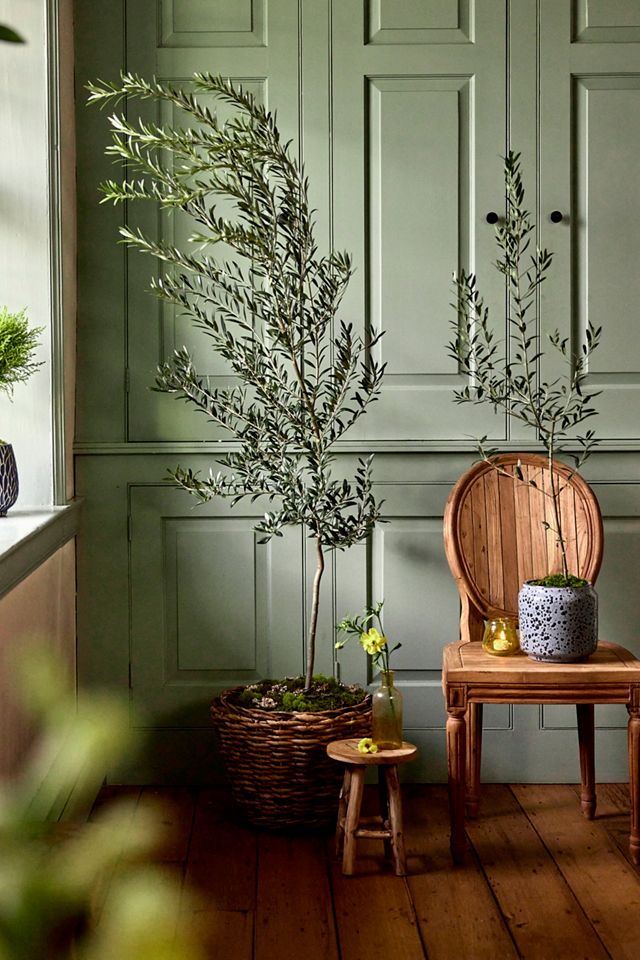 Arbequina Olive Tree, Metal Pot #2
