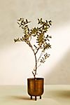 Arbequina Olive Tree, Metal Pot