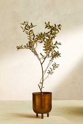 Arbequina Olive Tree, Metal Pot