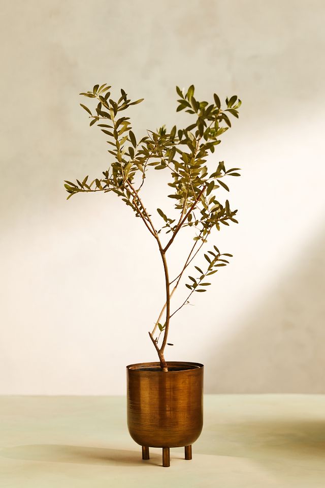 Arbequina Olive Tree