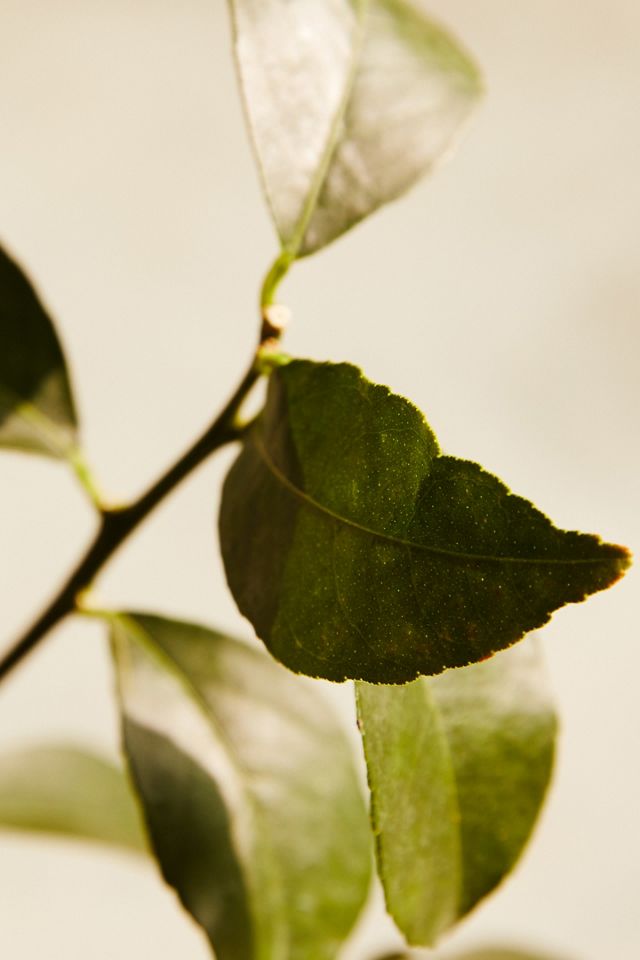 Meyer Lemon Tree #3