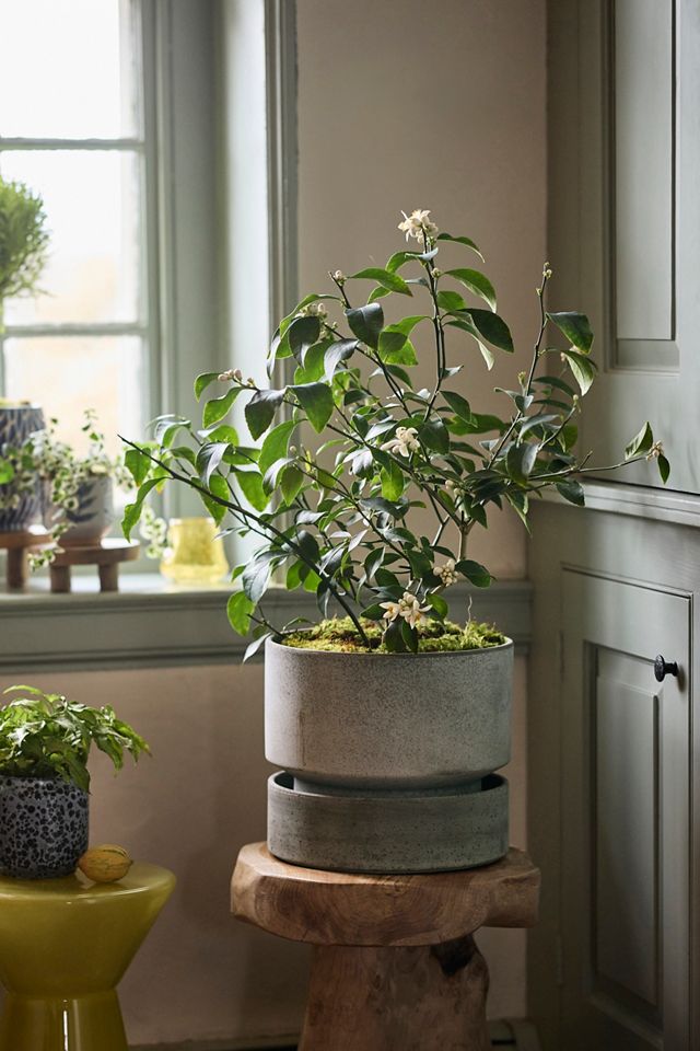 Meyer Lemon Tree #4