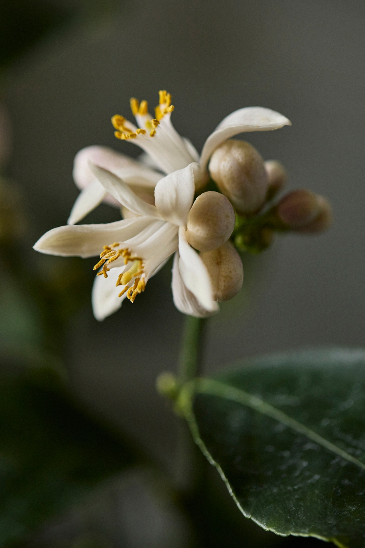 Meyer Lemon Tree