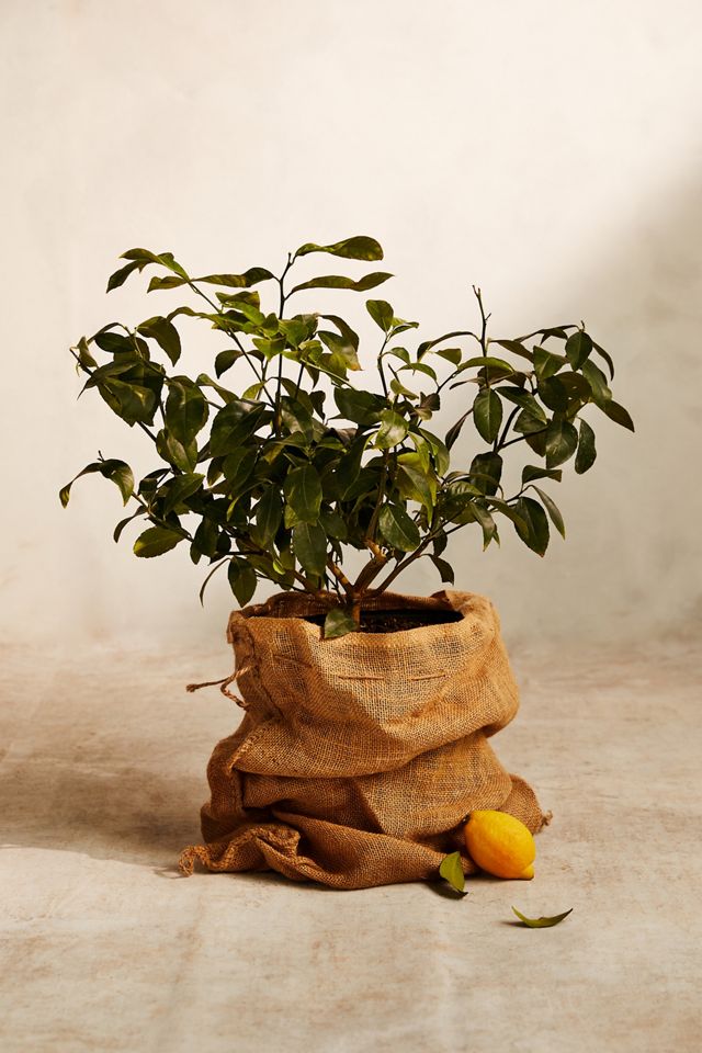 Meyer Lemon Tree #2