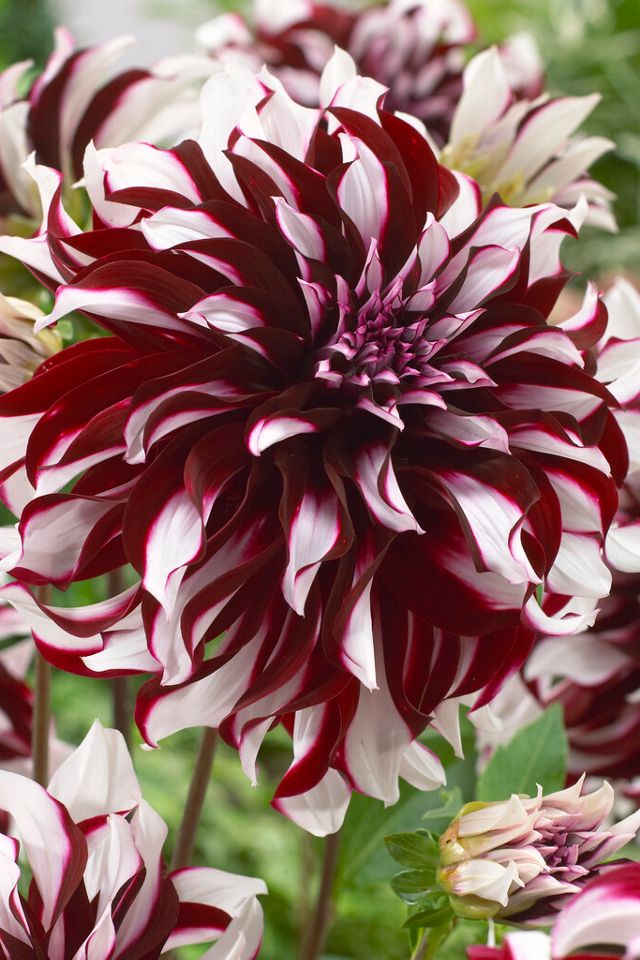 Dahlia 'Tartan' Bulbs