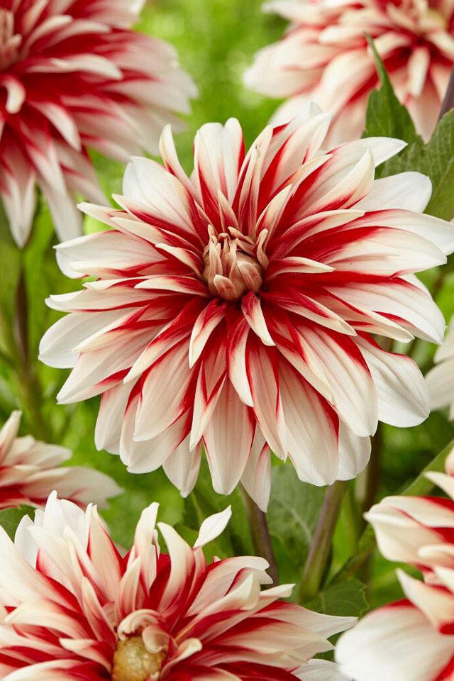 Dahlia 'Catching Fire' Bulbs