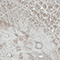 Ivory/Blush