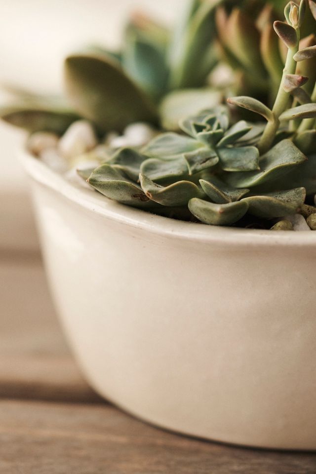Organic Edge Ceramic Bowl Planter #1