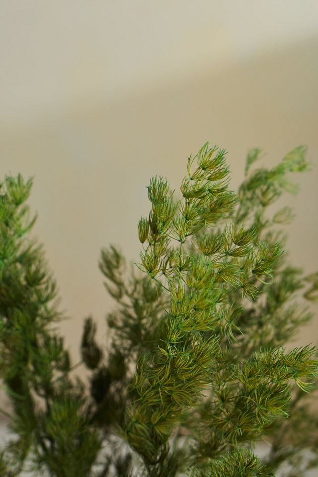 Preserved Ming Fern Bunch #1