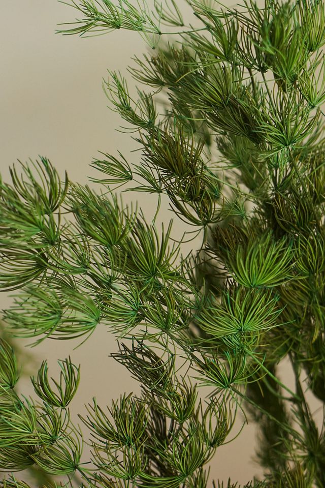 Preserved Ming Fern Bunch #2