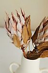 Dried King Protea Stems, Blush Set of 2 #1