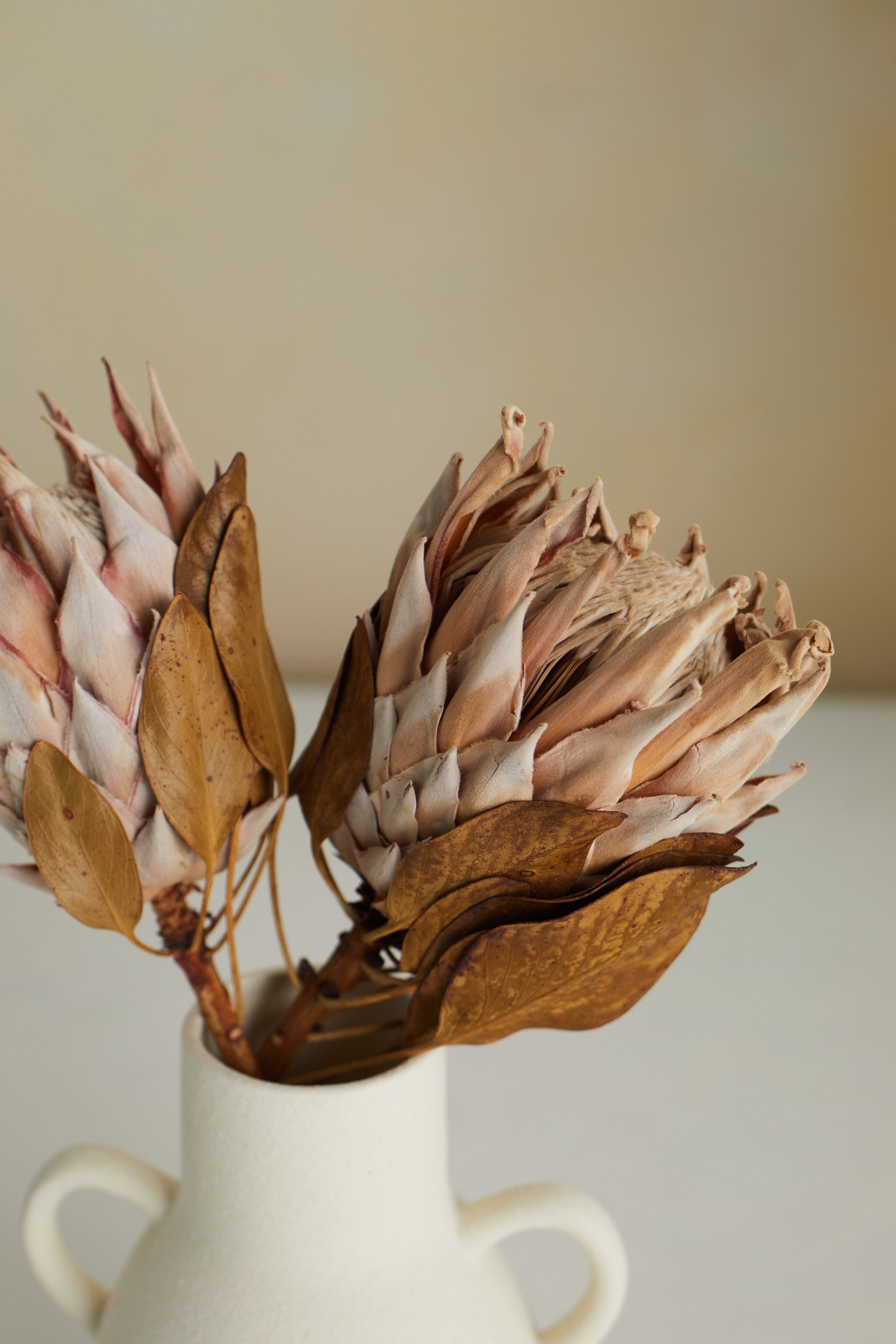 Dried King Protea Stems, Blush Set of 2