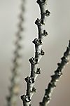 Straight Ladder Branches, Set of 9 Extra Tall #1