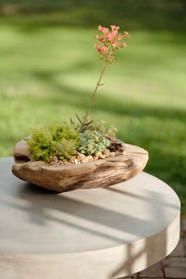 Teak Root Round Bowl Planter, 18"