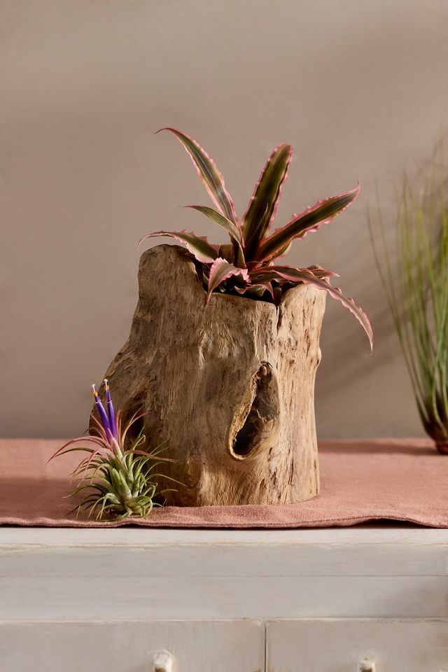 Teak Root Form Planter #1