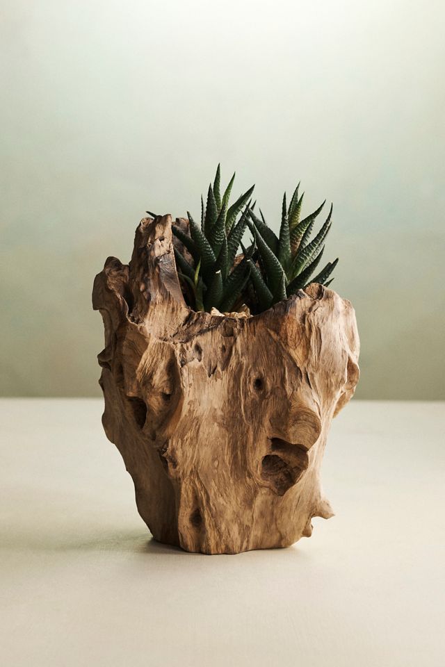 Teak Root Form Planter, 6" #2