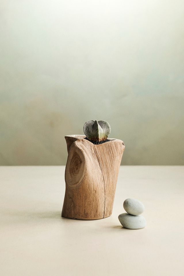 Knotted Teak Root Planter #2