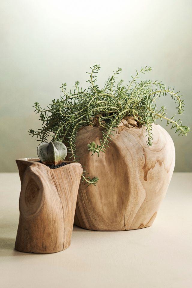 Knotted Teak Root Planter #3